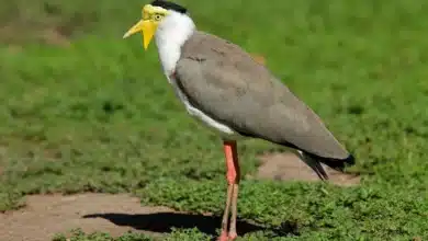 Masked Lapwing