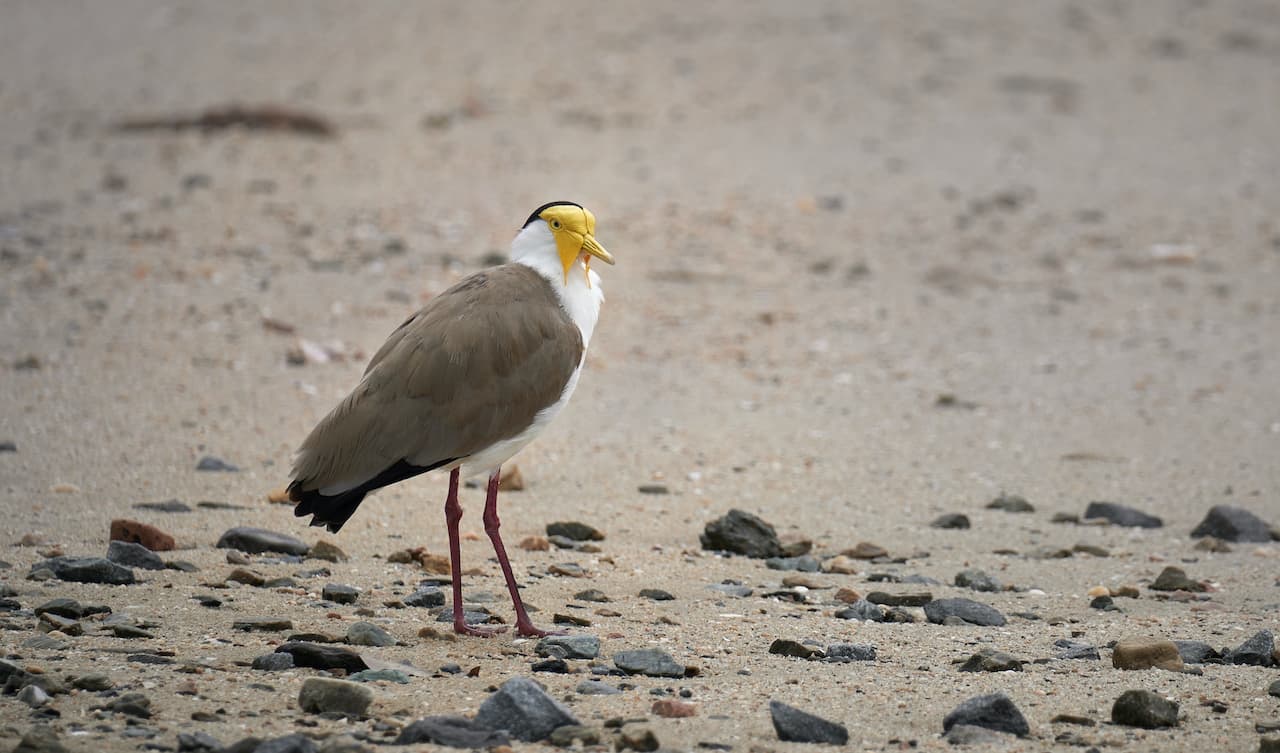 Masked Lapwing Standing Alone On The Beach