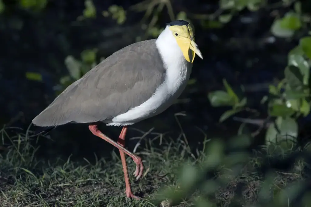 Masked Lapwings on a Grass