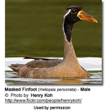 Masked Finfoot (Heliopais personata) - Male