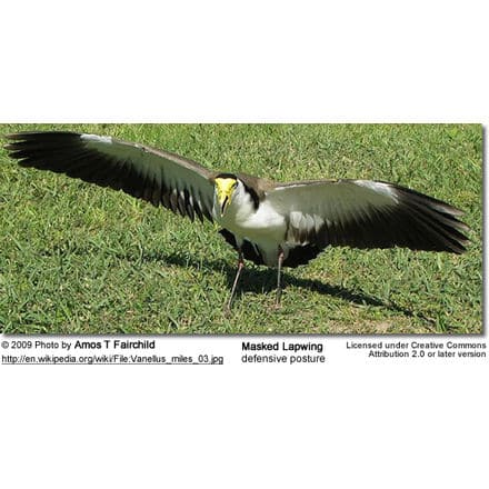 Masked Lapwing defensive posture