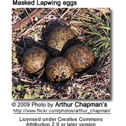 Masked Lapwing eggs