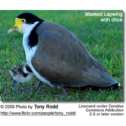Masked Lapwing with chick