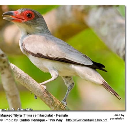 Masked Tityra (Tityra semifasciata) - Female