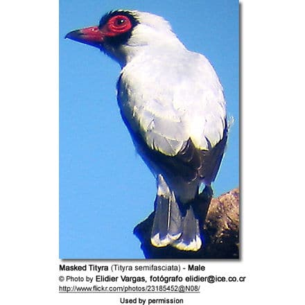 Masked Tityra (Tityra semifasciata) - Male