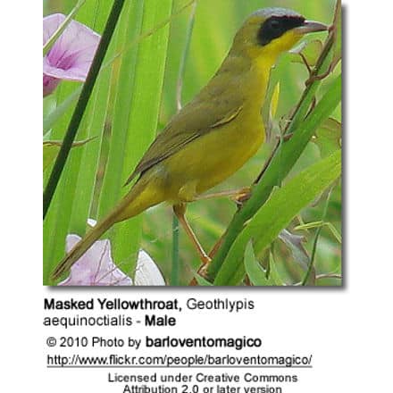 Male Masked Yellowthroat