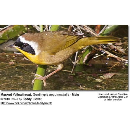 Masked Yellowthroat, Geothlypis aequinoctialis - Male