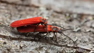 Mating Red Net-winged Beetles (Dictyoptera aurora) On Wood