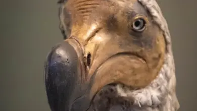 The Mauritius Dodo Close Up Image