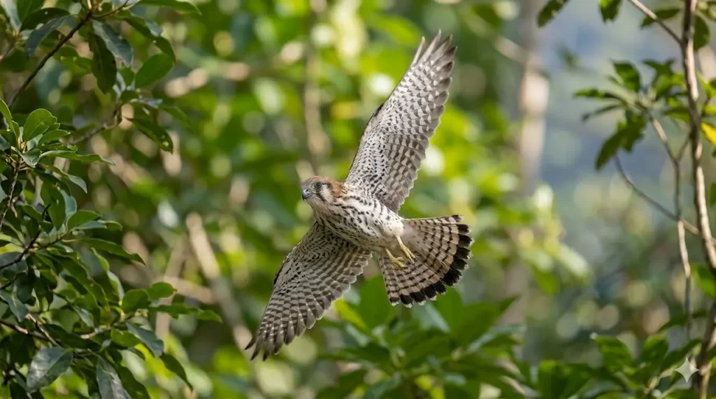 Mauritius Kestrels