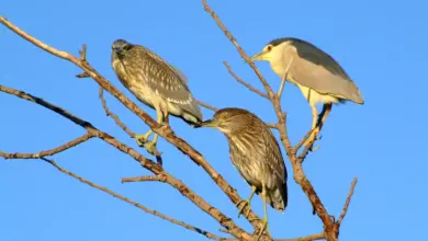 Mauritius Night Herons perched in Tree