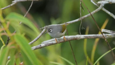 Mauritius Olive White-eyes