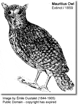Mauritius Owl