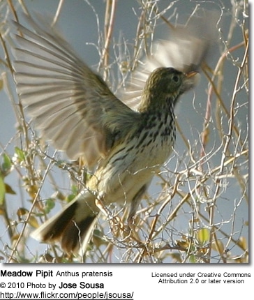 Meadow Pipit Anthus pratensis