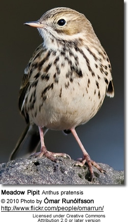 Meadow Pipit Anthus pratensis