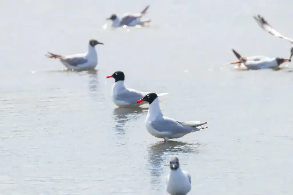 Group Of Mediterranean Gulls Floating On The Water