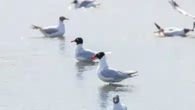 Group Of Mediterranean Gulls Floating On The Water