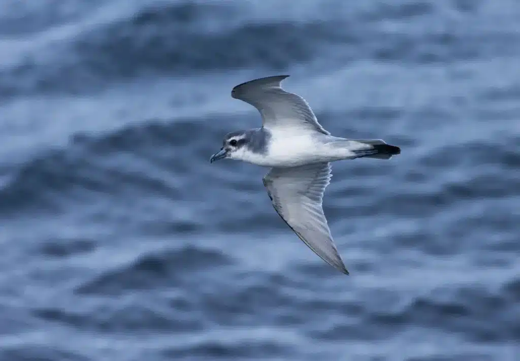 Medium-billed Prions 