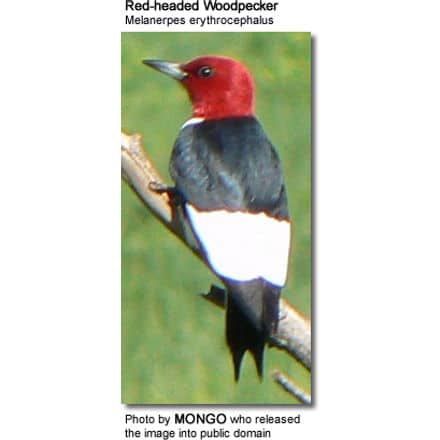 Red-headed Woodpecker, Melanerpes erythrocephalus