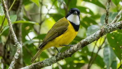 Melanesian Whistlers (Pachycephala Caledonica)