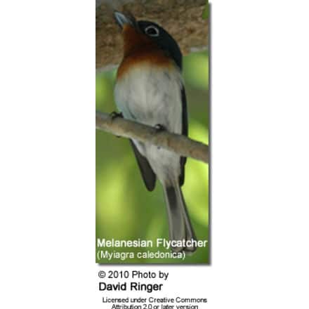 Melanesian Flycatcher (Myiagra caledonica)