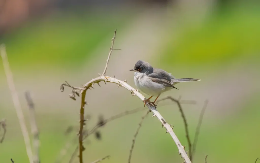 Menetries's Warblers