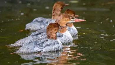 Group Merganser Ducks Swimming In The Lake