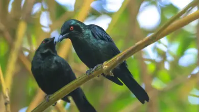 Two Metallic Starling Perched on a Tree
