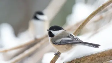 A Mexican Chickadee Perched On The Snowy Tree