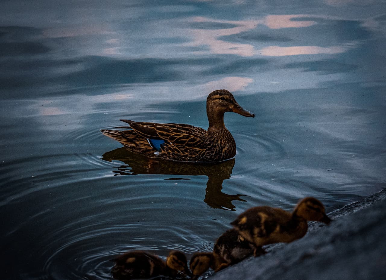 A Mexican Duck In The Water