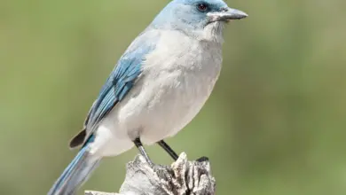 A Mexican Jays Perched on Tree