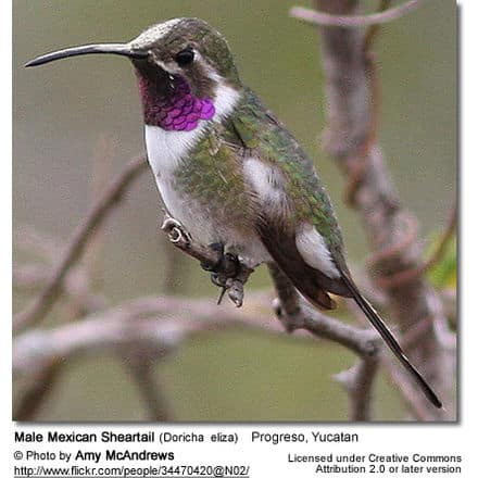 Close-up of a male Mexican Sheartail hummingbird perched on a thin branch. The bird, like the curious Woodpecker Finches, has green and white plumage with a distinctive purple throat patch. The background is blurred and natural. Text at the bottom credits the photographer and location.