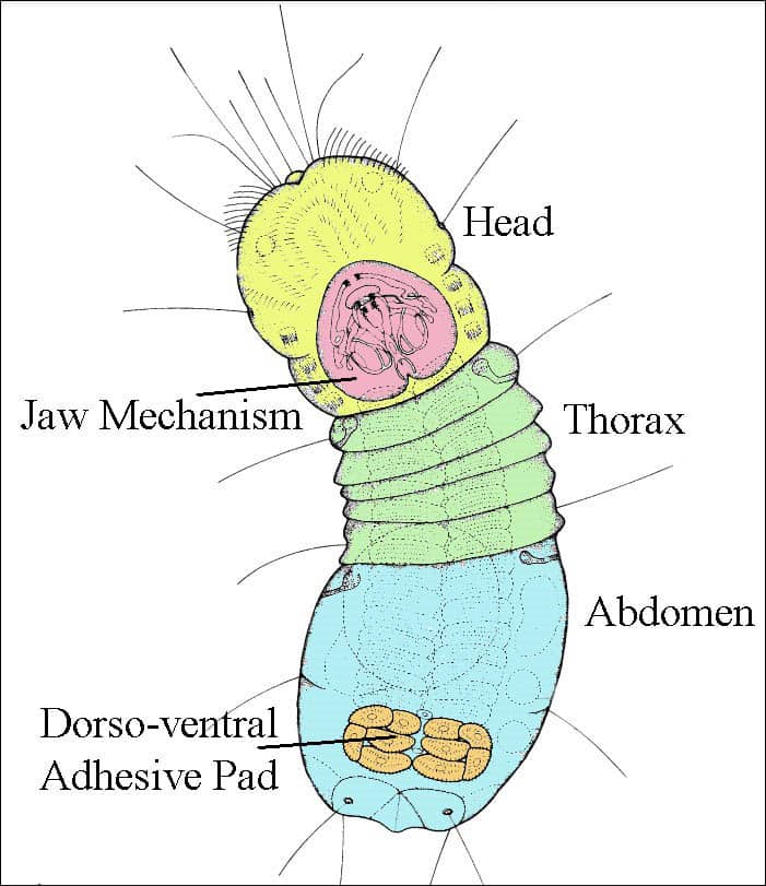 Diagram of Micrognathozoan Anatomy