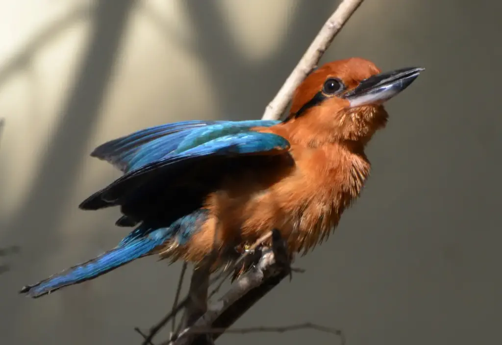Micronesian Kingfishers Perched On A Branch