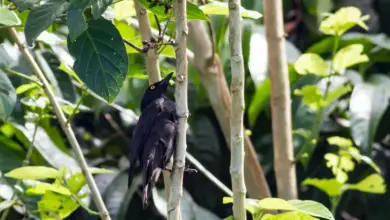 Micronesian Starling Perched On Branch
