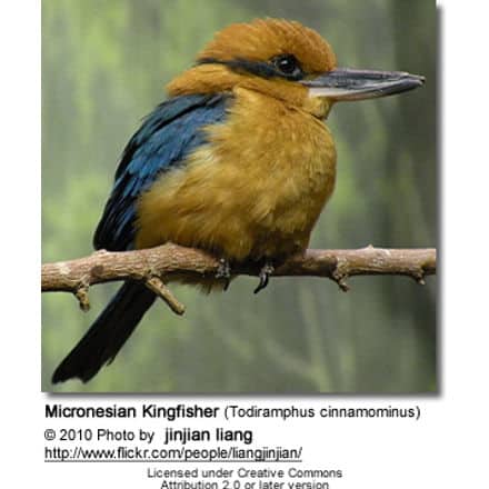 Micronesian Kingfisher (Todiramphus cinnamominus)