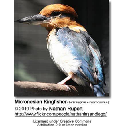 Micronesian Kingfisher (Todiramphus cinnamominus)