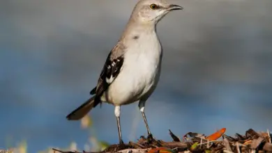 A Mimus, or mocking bird, stands on the ground.