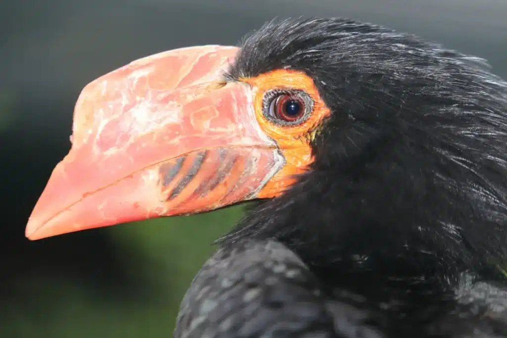 Mindanao Wrinkled Hornbills