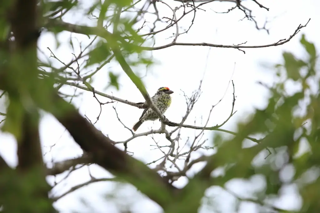 Miombo Barbets on the Tree