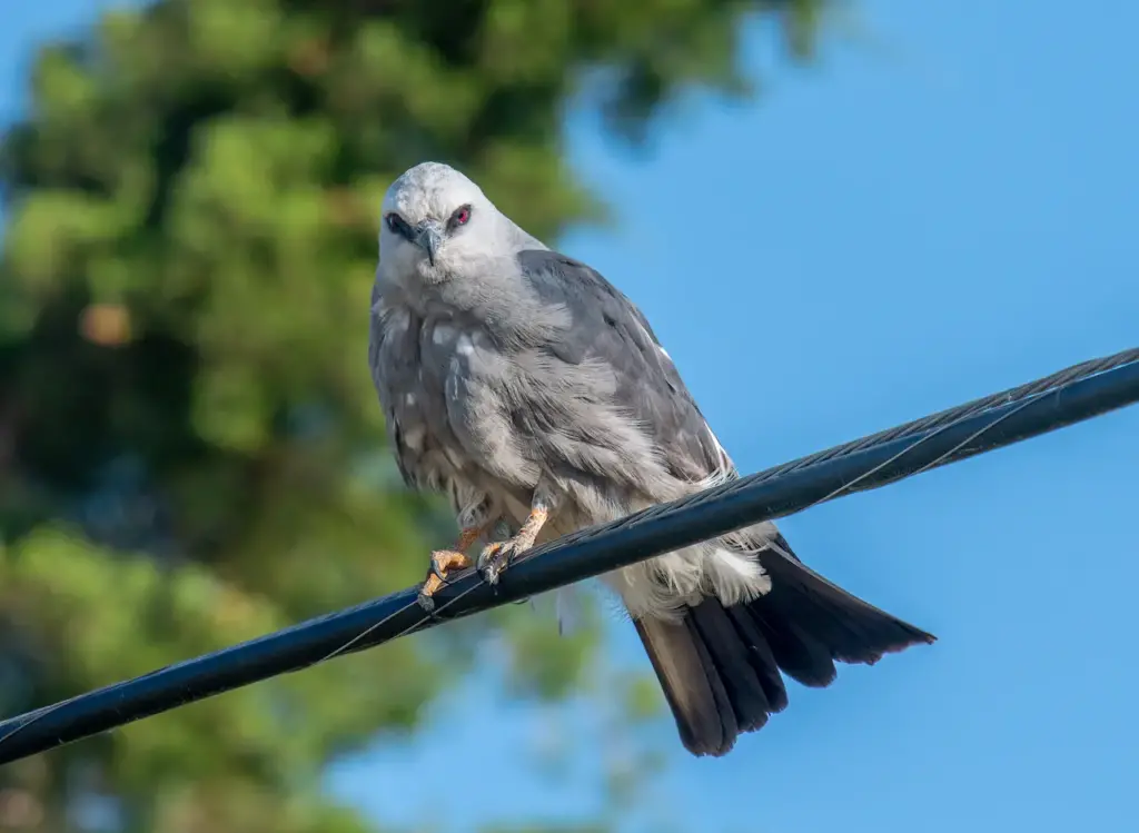 Mississippi Kite Perched on Wire 