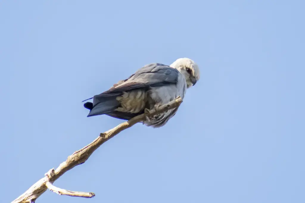 Mississippi Kite on the End of a Branch 