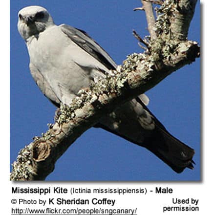 Mississippi Kite (Ictinia mississippiensis) - Male