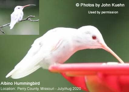 Albino Hummingbird photographed in Perry County, August 2020