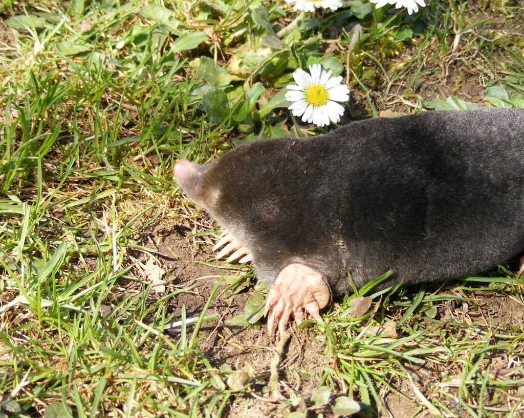 A Mole Enjoys The Sunshine