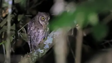 Moluccan Scops Owls Perched On A Tree Branch