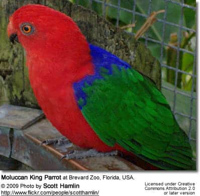 Amboina King Parrots aka Moluccan King-Parrot, Amboina Green-winged King Parrot