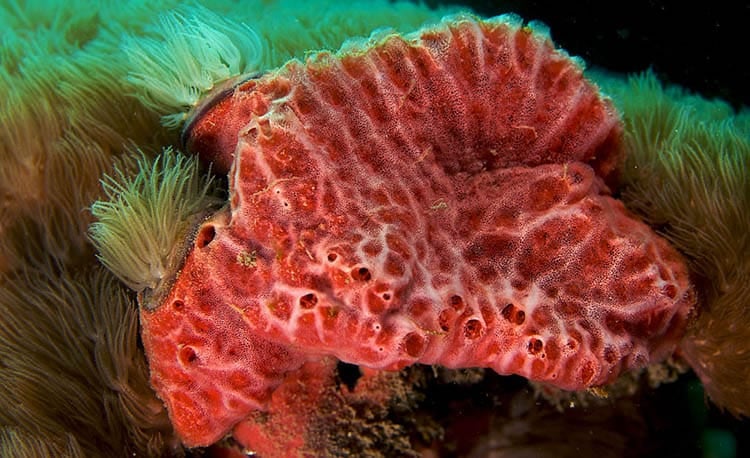 Monanchora unguifera (Pink Lumpy Sponge)