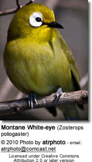 Montane White-eye (Zosterops poliogaster), also known as the Broad-ringed White-eye