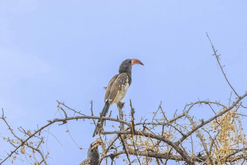 Monteiro's Hornbills 